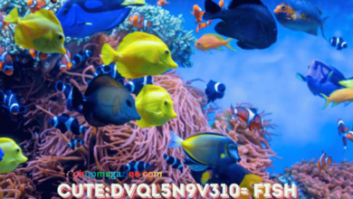 cute:dvql5n9v310= fish