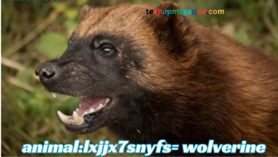 animal:lxjjx7snyfs= wolverine