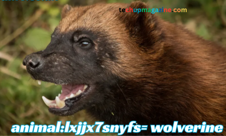 animal:lxjjx7snyfs= wolverine